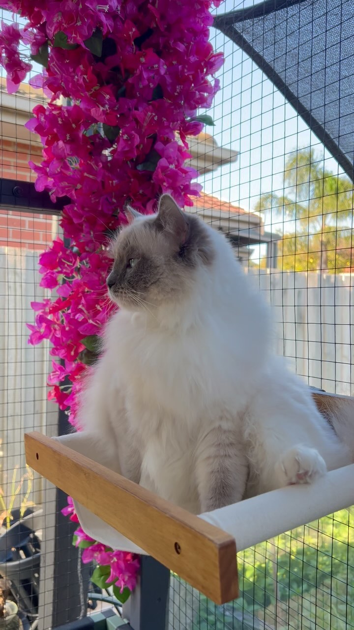Ari enjoying her catio ❤️🍃#catlife
.
.
.
#ragdoll #cats #ragdollcat #cat #catsofinstagram #ragdollsofinstagram #ragdollkitten #kitten #ragdollworld #catstagram #ragdolllovers #catlover #instagram #catlovers #kittens #ragdollcats #ragdolls #meow #instacat #catoftheday #kittensofinstagram #ragdolllove #ragdollcatsofinstagram #cute #kitty #blueeyes #ragdollkitty