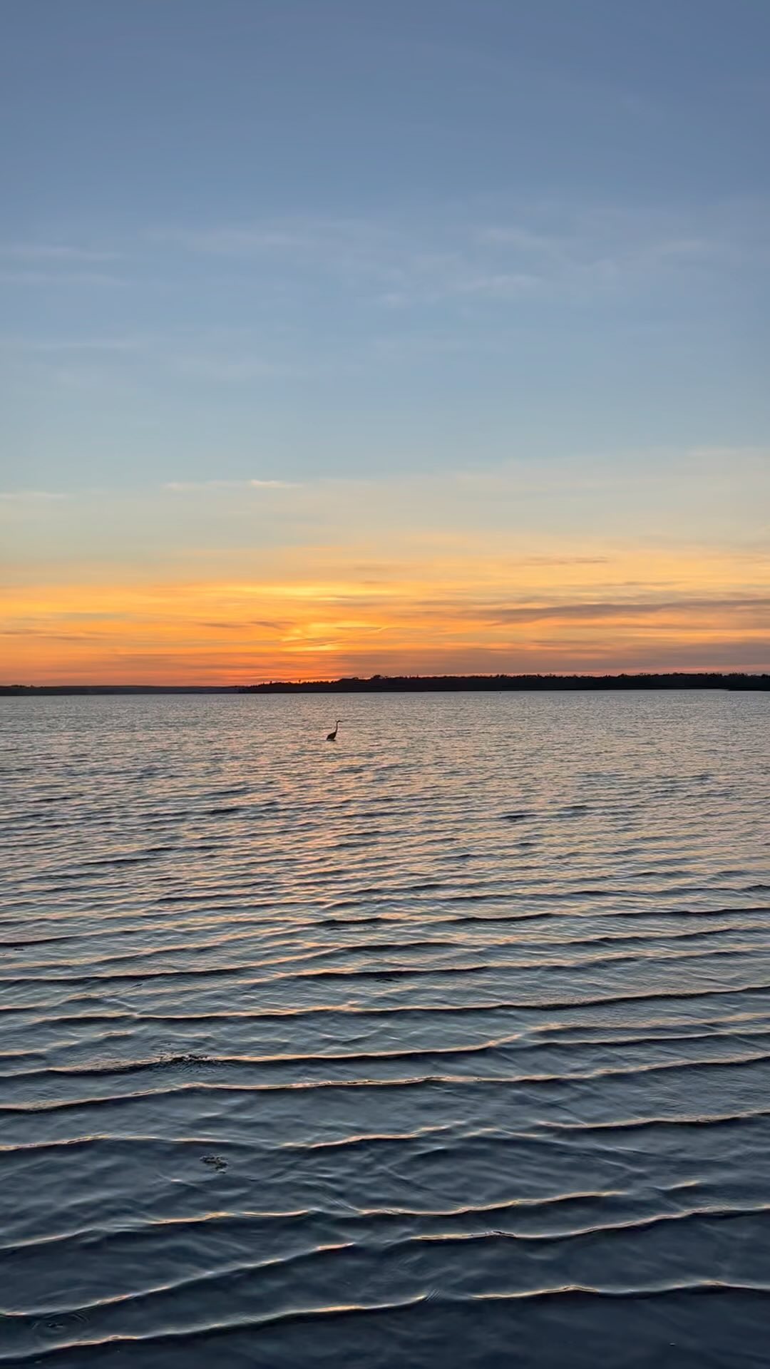 One of the best parts of our day is working in the water with these amazing birds