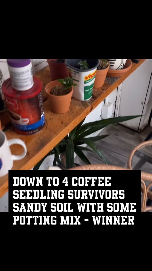 #coffee #plants #seedlings #gardening #houseplants #diy