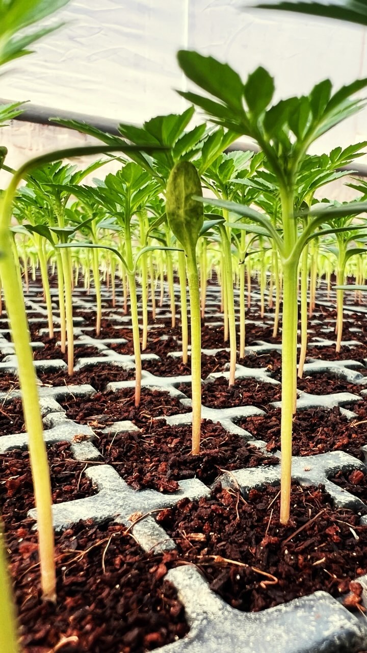 Check out our thriving young Marigold Taishan plants from PanAm Seeds, nurtured in our weather-controlled polyhouse. 🌱🌼 Watch them flourish in ideal conditions, ensuring vibrant blooms that will brighten any garden. Stay tuned to see their journey to full bloom! #MarigoldMagic #PanAmSeeds #PolyhouseGardening #YoungPlants #Horticulture