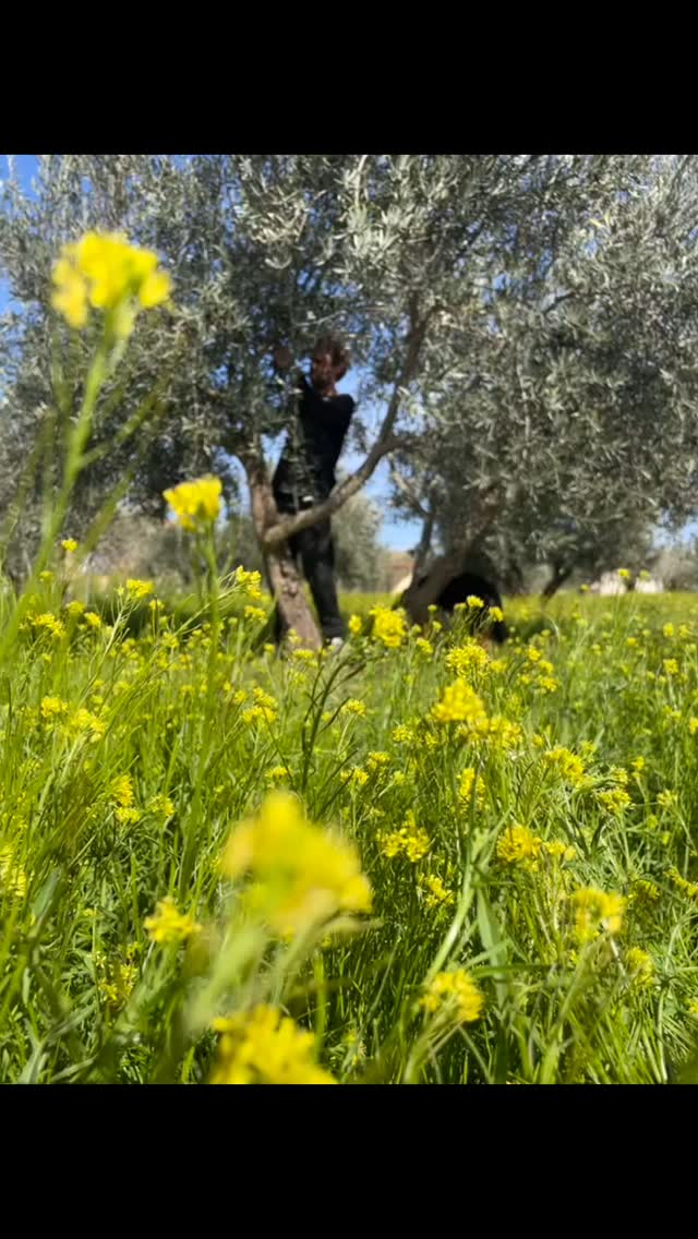 Een perfecte mix van traditie en toekomst! Elk takje krijgt liefde, want zo toveren we de Andalusische zon om tot puur goud in een flesje. Dat is pas echte boerenliefde! ☀️🫒❤️