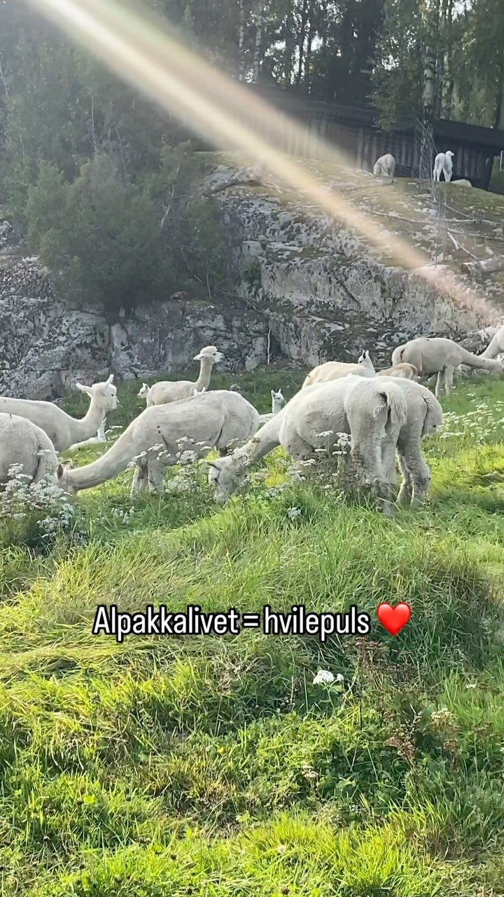 Alpakkalivet = hvilepuls ❤️
#alpakka #alpakkaenghaugen #hvilepuls