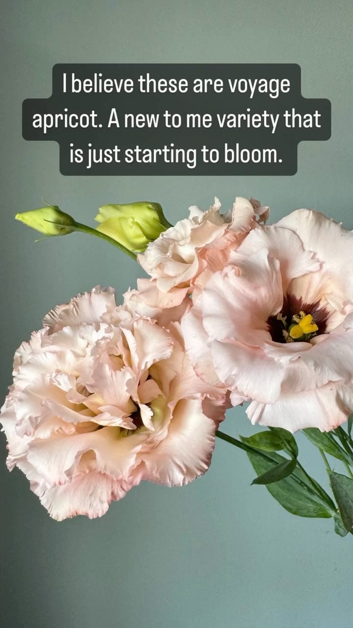 It’s lisi season! We are just getting started over here, and it’s already so good.
#lisianthus #makeutahbloom #utahflowerfarm #provogrown