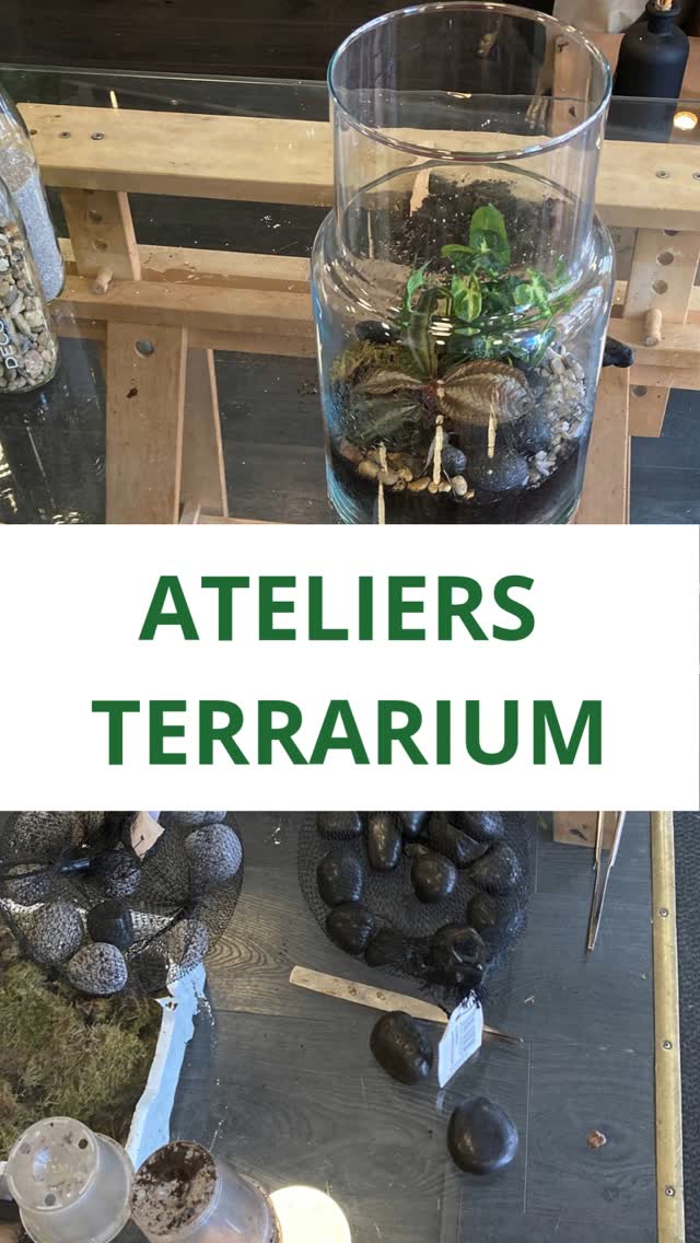 Les nouvelles dates d'Ateliers floraux sont en ligne sur le site orvegetal.com.
🌱 Terrarium
💐 Bouquets de fleurs fraiches
🍀 Kokedama
🍃 Couronne de fleurs séchées
Quelques images du dernier atelier "terrarium", deconnexion assurée !
#orvegetal #ateliersfloraux #atelierfloral #atelierfloralpau #artisanfleuriste #fairesoimeme #diy
