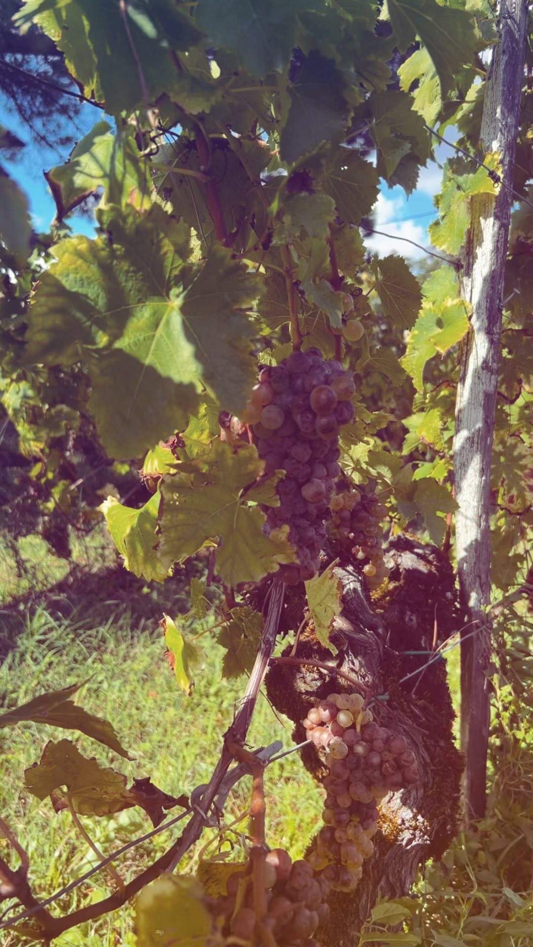 ART VINE VOYAGE
Sauternes