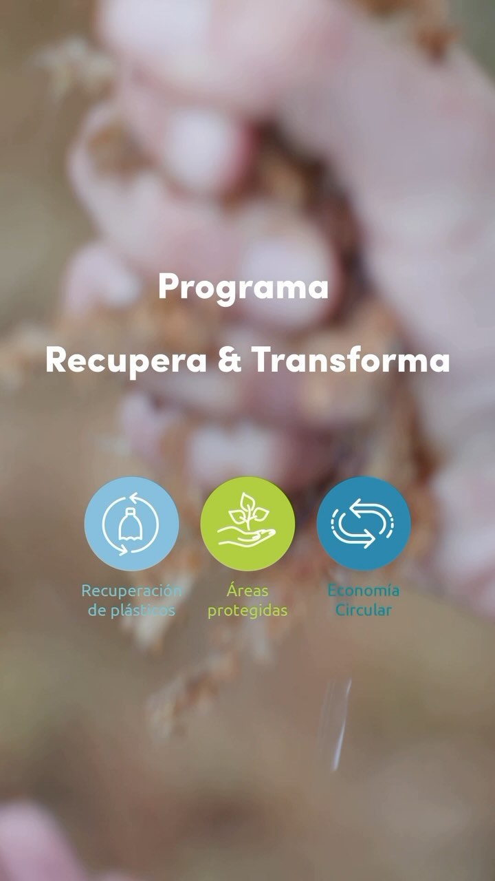 ¡Limpiemos Chiloé en un día! Ha llegado el momento de actuar. 🤝🏻
Este 2 de octubre, en el Día Nacional del Medio Ambiente, junto a todos los municipios de la isla, empresas y organizaciones sociales, te invitamos a participar en Limpiemos Chiloé en un día, una jornada dedicada a restaurar playas, turberas y humedales, reducir residuos y proteger nuestros territorios. 🌱
Una de las organizaciones aliadas es la @turberaschiloe. Nora Martínez, conservacionista de la Red, comparte como desde el programa Recupera y Transforma que realizamos en alianza de @scj, trabajamos para preservar la biodiversidad local y generar un impacto positivo en nuestras comunidades.
¡Te invitamos a marcar la diferencia! Inscríbete como voluntario en www.recuperaytransforma.cl 🌎
#LimpiemosChiloé #AcciónPorElPlaneta #ChiloéSostenible #RecuperaYTransforma #JuntosEsPosible