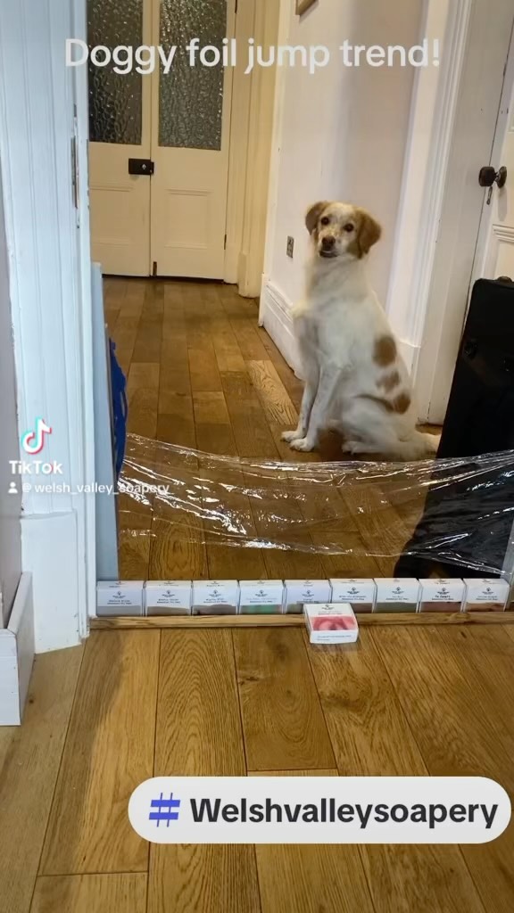 Foil jump starring douglas! #dog #funny #cute #jump #fyp #rescuedogs #trendin #laugh #soap #natural #dogsoftiktok #Wales #jump #ginger #toiletrollchallange