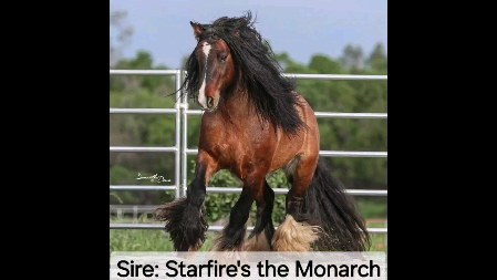 Hideaway Sparrow's Kookaburra