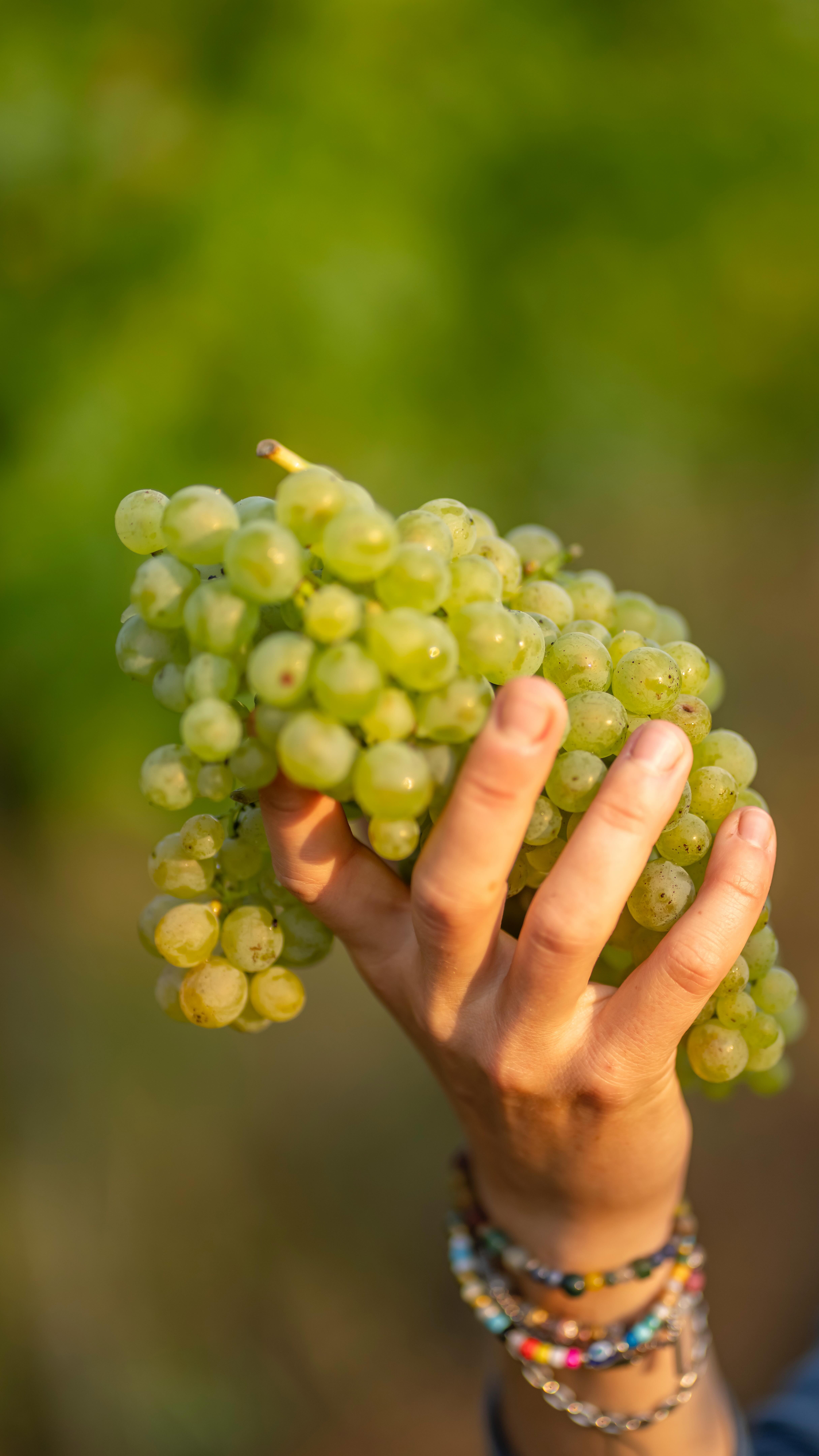 Harvest recap wie von den Großen, obwohl wir ganz klein sind 🤓🚀🍇 Viel Menge war es nicht, aber schmecken tut es um so besser. Aber darüber reden wir dann 2030 🥲
#huglsprudel #harvest #langenlois #kamptal