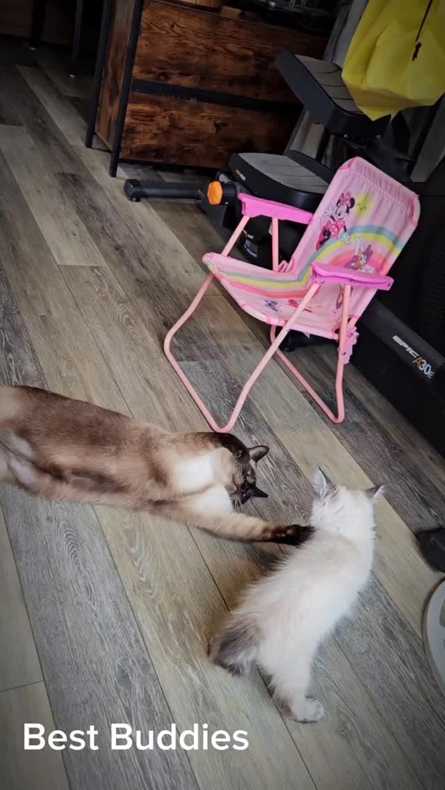 Biggles and Louis.
#siamese #siamesecat #siamesecatsofinstagram #siamesekitten