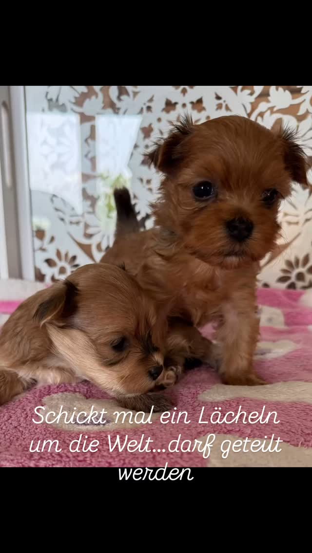 Keep on smiling….schickt uns mal um die Welt. Jeder darf mal lächeln🩷Bitte teilenhavaneselover #havanna #puppies #puppie #puppygram #puppielove #puppylife‘*. #welpenliebe #welpe #therapiehund #breeder #breeders
#breederlife #zucht
#niedersachsen#hannover#sehnde#züchterstolz
#stolzemami #zuchtmitherzundleidenschaft
#for#you#page#foryoupage#puppiesofinstagram#