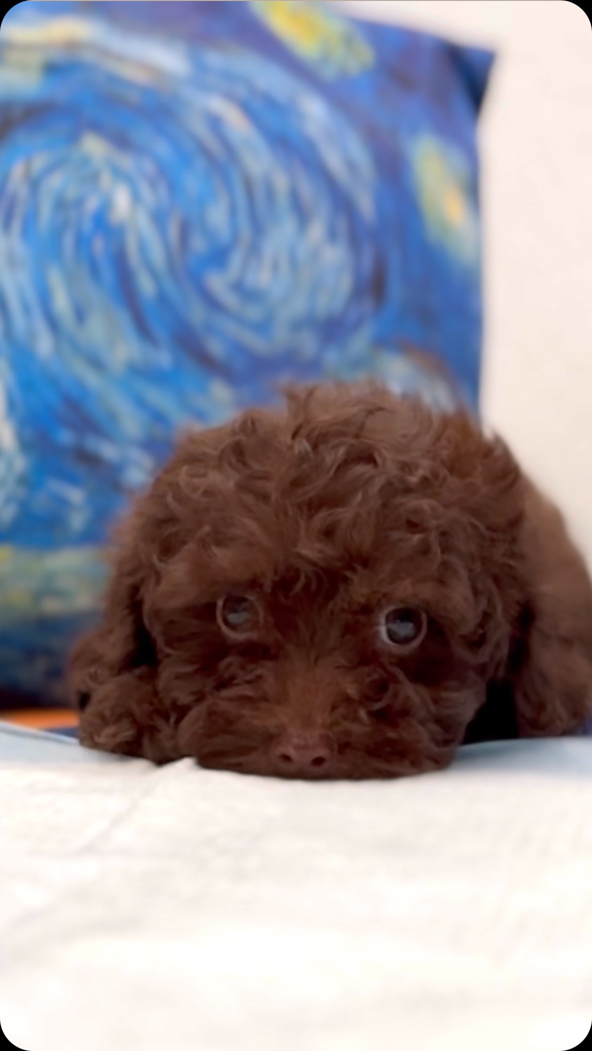 Ellos están listos para ser tu compañía en estas tardes de lluvia 🌧️ ¿y tú? 🩵🐾 #luxurydoodles #mexico #minigoldendoodle #maltipoo #caniche #puppiesofinstagram #puppygram