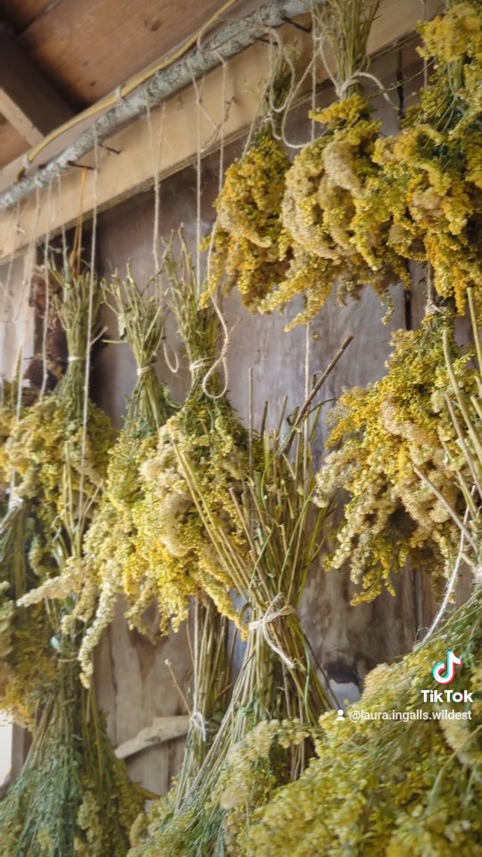 Drying all this Goldenrod for natural dye
#homesteading #homestead #farmhousestyle #farmhouse #homesteadlife #gyo #vintagefarmhouse #natural #naturaldyeing #naturaldye