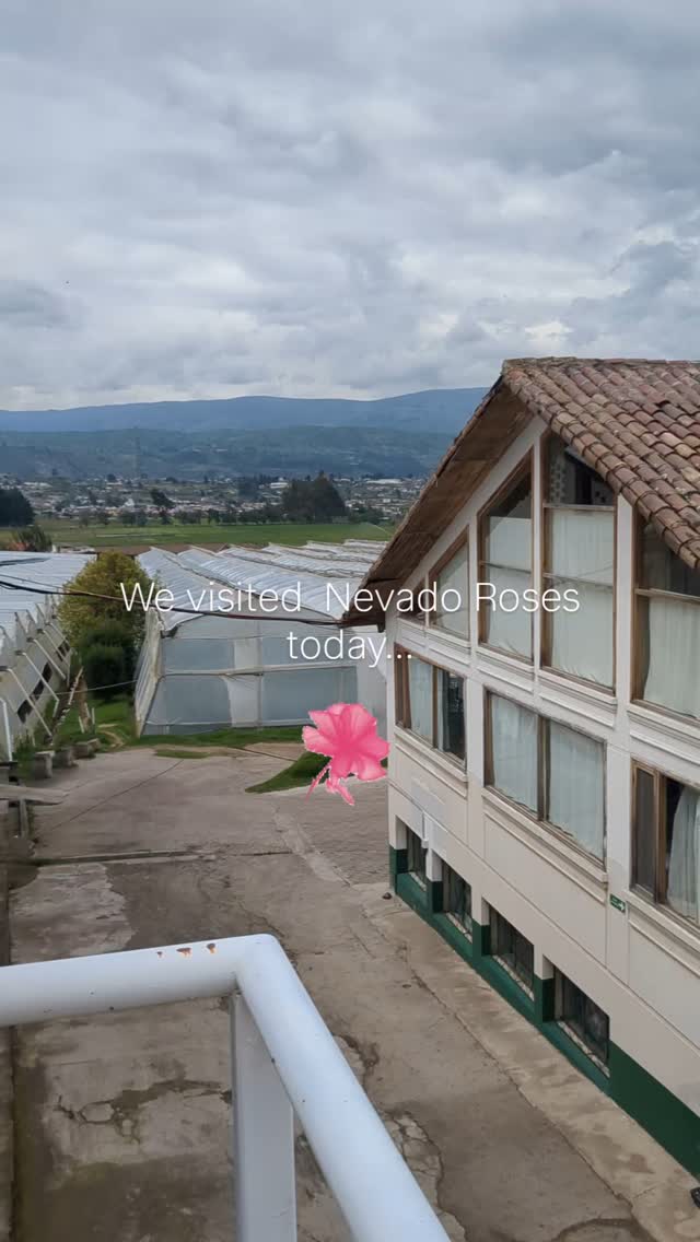 There are countless Ecuadorian flower farms doing exceptional work that deserves global recognition for their outstanding practices.
Nevado Roses is one of them.
Join us as we explore their comprehensive sustainable and socially responsible practices. Each rose they cultivate transforms a life—a person, a family, an entire community.
Ecuadorian floriculture isn't just a business; it's an industry that transforms lives.
#ecuadorysusflores #theflowersofecuador #ecuador #thebestroses #bestrosesever #sustainability #sociallyresponsible #green #ecuadorysusflores