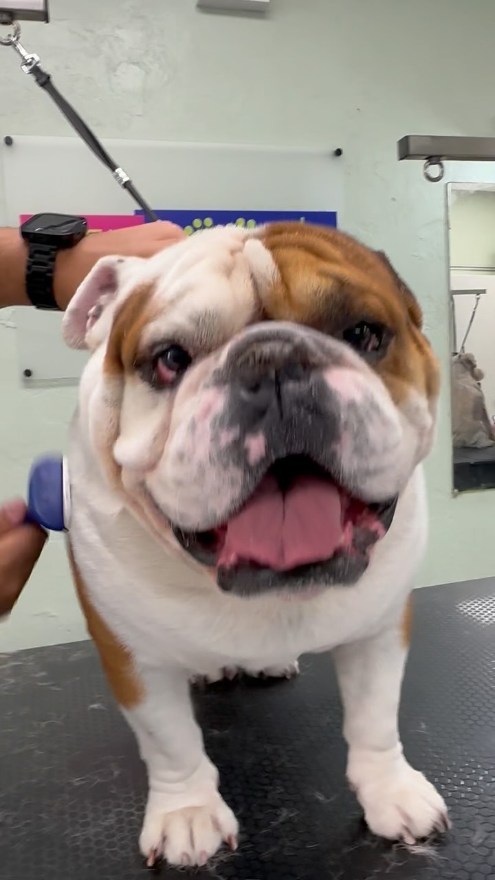 Friday de-shed treatment 🐶🔥🫶🏻 We are currently taking appointments for next week 📲 call us to reserve. #citypoochpetgrooming #citypoochlife #doggrooming #miamidoggroomers #dogsofinstagram #petsofinstagram #dogs #cats #miami #brickell #wynwood #keybiscayne #coconutgrove #coralgables