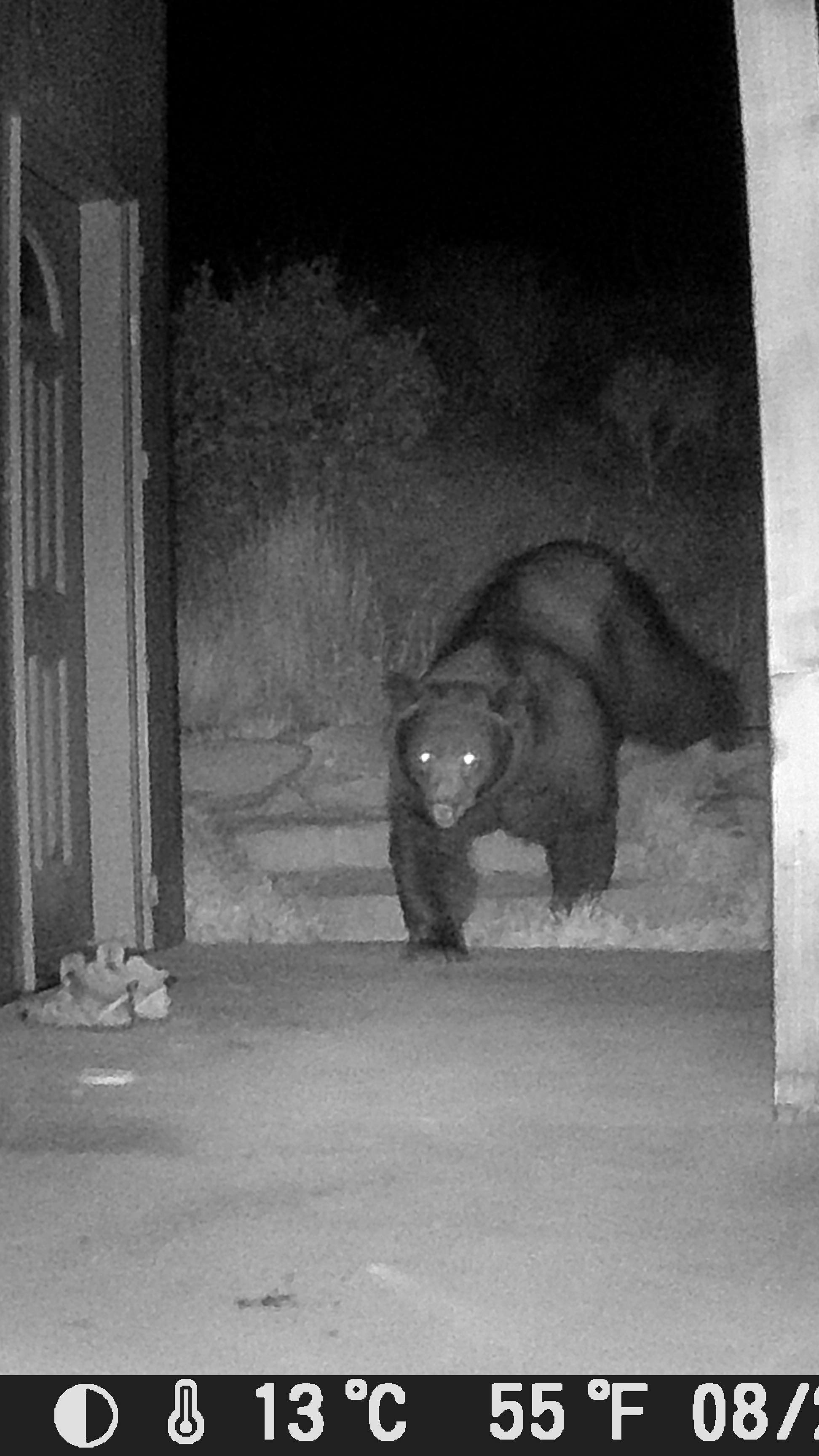 When black bears (Ursus americanus) move through scrub oak or other dense vegetation, their passage can cause the foliage to bend or break in the direction they traveled, creating a signature known as “flagging.”
This type of sign is subtle but can be helpful for trackers, as the bent branches, leaves, and grasses indicate the animal’s direction of travel. The pressure and weight of the bear against the vegetation leaves a pattern that reveals the path taken, offering clues about the bear’s movements and behavior in the area.
#fourcornerswildlife #ursusamericanus #blackbear #durango #southwest #wildlifetracking #natureconnection #animal
