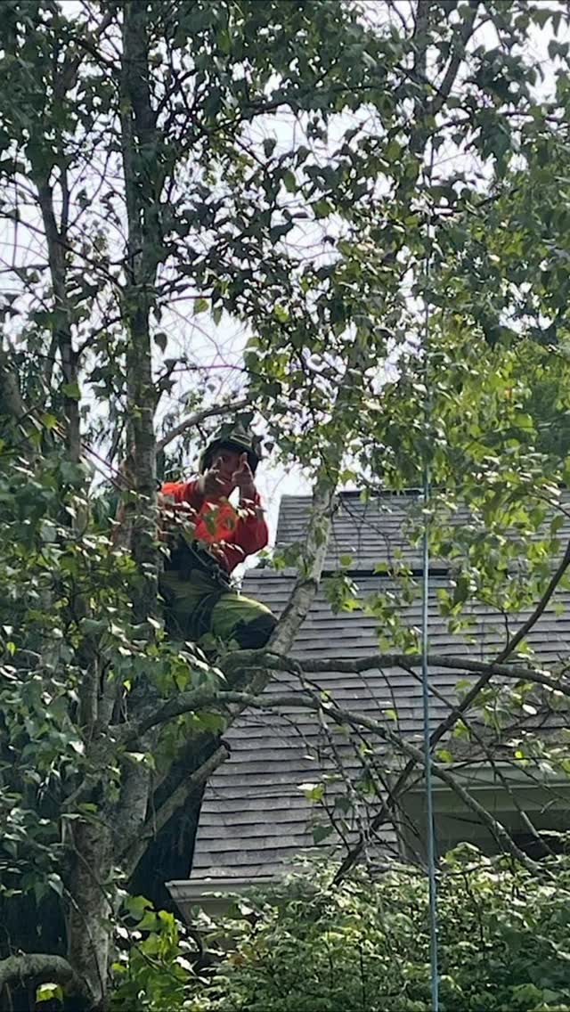 Mood #treeservice