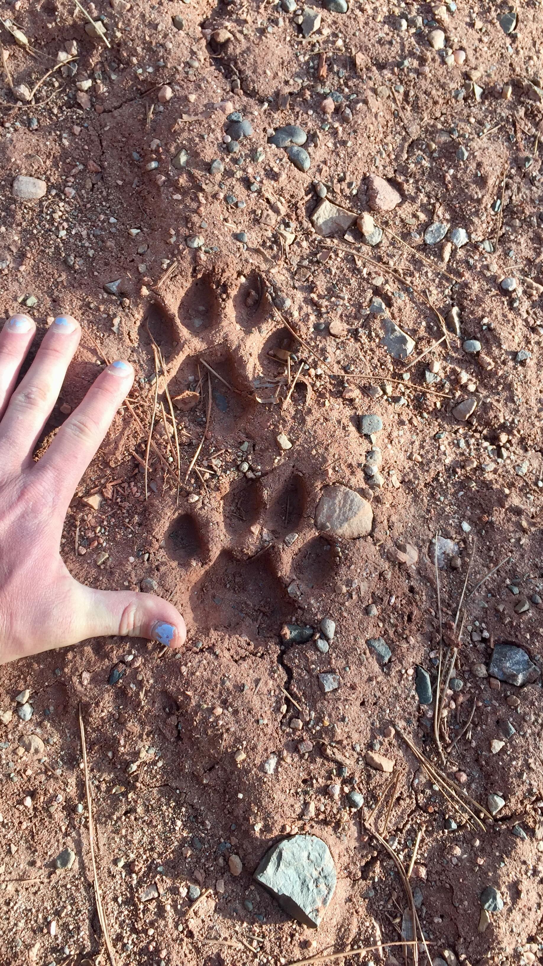A year ago, I found a Mountain Lion (Puma concolor) bulletin board in the Uinta National Forest.
#mountainlion #ecoliteracy #natureconnection #fourcornerswildlife #nature #wildlife #wildlifetracking