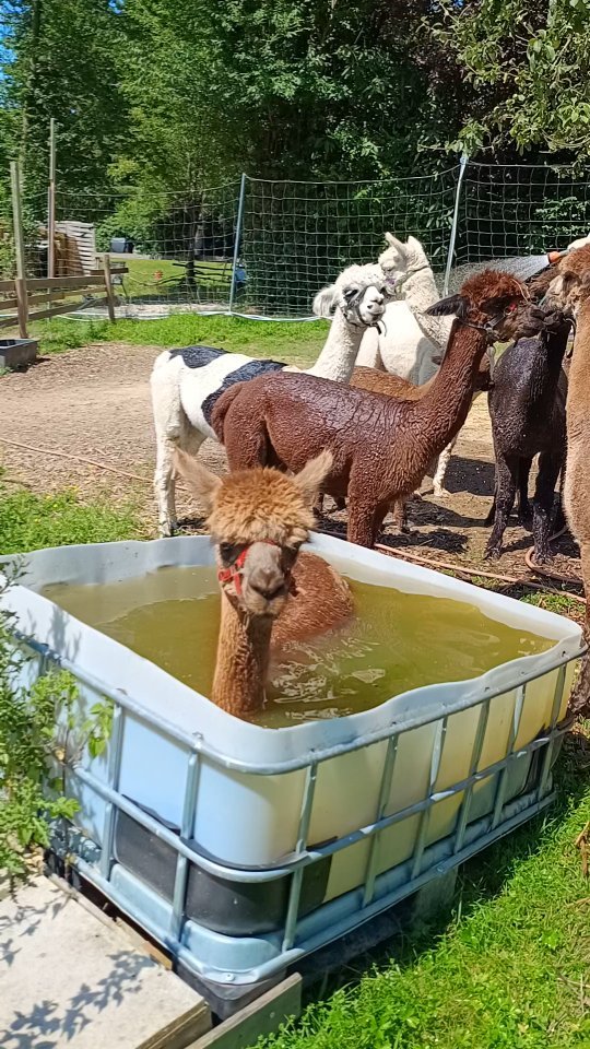 Was kann man bei der Hitze 🌞 wohl am Besten machen? Ein kühles Bad nehmen❄️! Gina von den @obstwiesen.alpakas macht es euch vor! 😜
#hitze #abkühlung #baden #alpaka #alpaca #alpakasofinstagram #alpacasofinstagram #badmünstereifel #effelsberg #köln #cologne #bonn #euskirchen #ahrtal #pepperdasobstwiesenalpaka #ginadasobstwiesenalpaka #kühlesnass #cool #cooldown #holzem