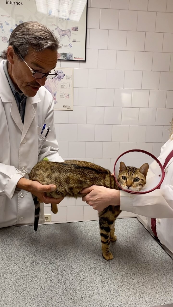 El Joaquím🩵♥️… que no us enganyi, el que te de guapo ho te d’entramaliat 🤭 #teambestiari #bengalcat #bengali