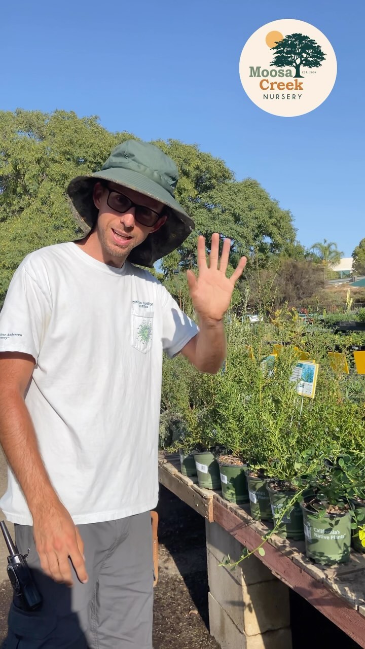 Thank you Chris @walterandersenpoway for showing us your top picks for Oaktober ๐๐ณ๐ชด
Visit your nearest retail partner to explore our extensive selection and find the prefect companions for your garden ๐พ๐ป๐ชป๐ ๐ค๏ธ
https://www.moosacreeknursery.com/native-plant-nurseries-and-garden-centers
#bethechange #plantnative #nativeplantnursery #californianativeplants #californianativeplantsociety