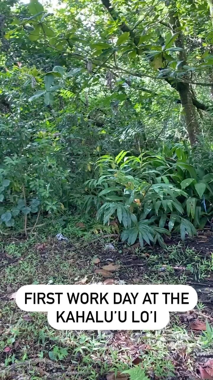 It’s been 2 years since we had our first workday!
We started off with a small crew of dedicated community members who had to navigate tight deadlines, strict rules, political and bureaucratic systems just to mālama this space that had been neglected for over 40 years.
Mahalo to all those that have come to kākoʻo, kōkua, & mālama these past years. We would not be able to do this work without you!! Huge mahalo to our resident archaeological @nickfromboise for all your efforts in so many ways, @hawaiipeoplesfund for supporting us from the very beginning, & @aims_babes @brucephillwayne @deltabetaomega for being pillars of @kaiauluokahaluu.