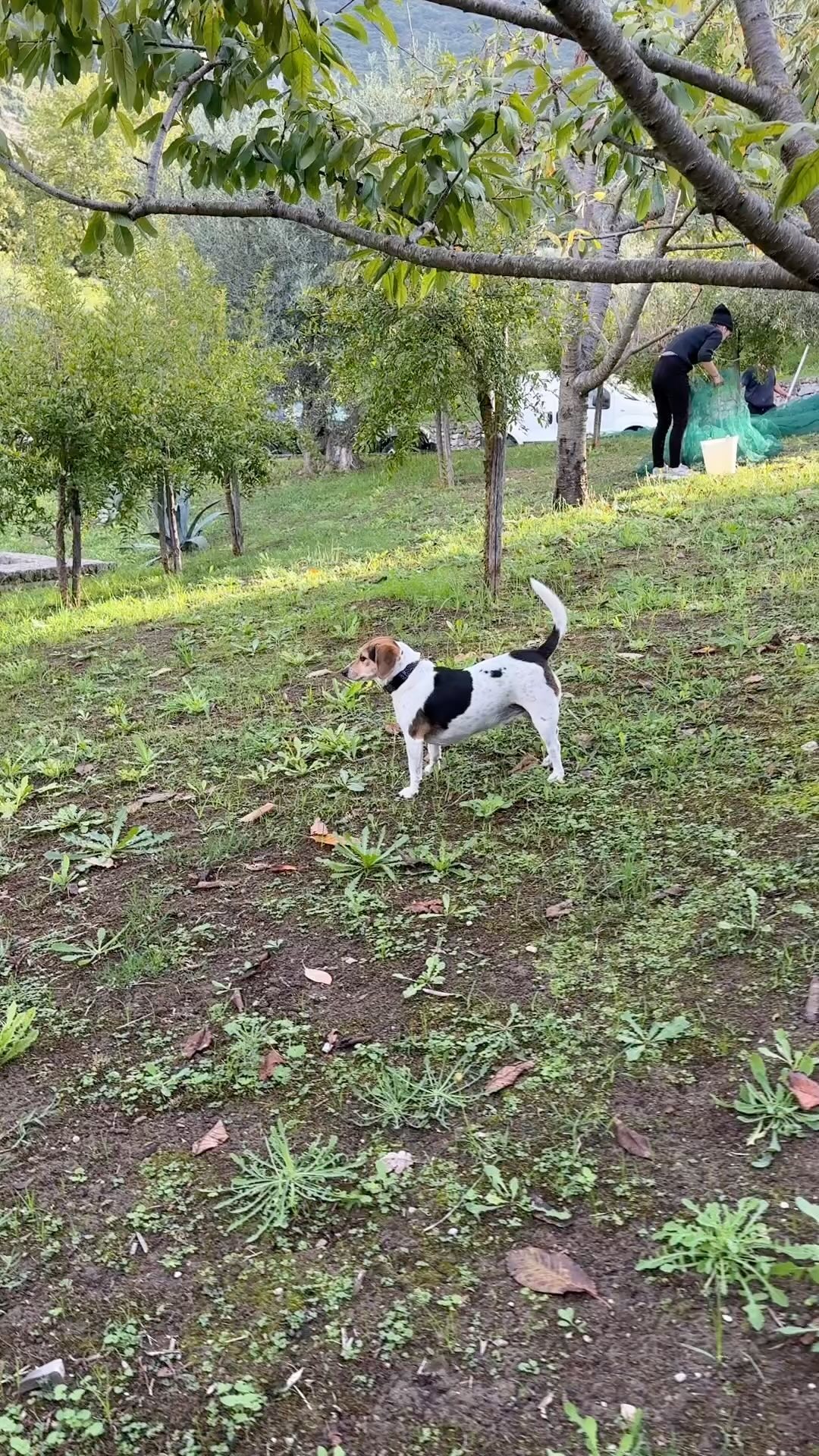 The olive harvest began today at Borgo La Pietraia. The crew worked hard all day and Lenù did absolutely nothing but look adorable. If you’d like to learn more about olive oil from the Cilento National Park, listen to Episode 5 of the Tante Belle Cose podcast, “”The Story of Ventiolivi.”
