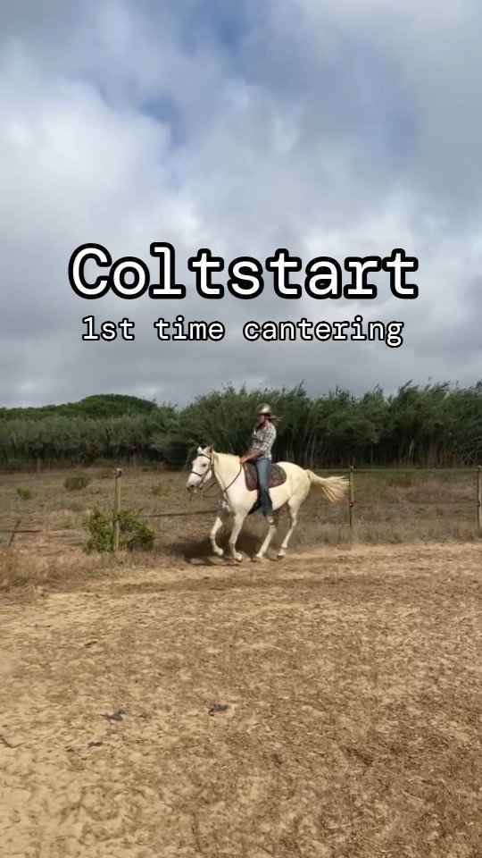 Hera cantering for the first time with a rider, super mega comfortable just like her walk and trot 🤍.