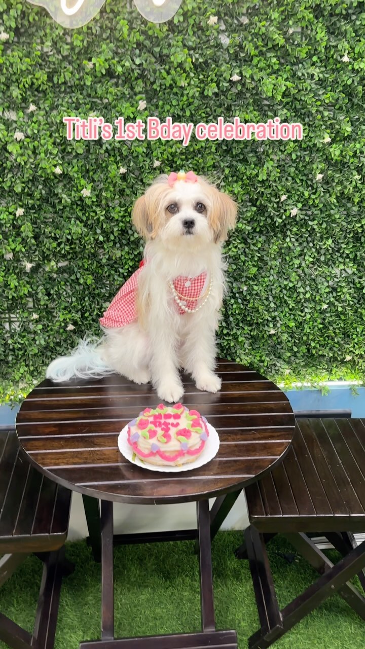 Our Titli turned 1 ❤️🐶✨🧿🦋
#birthday #birthdaycake #birthdaygirl #dogbirthday #mumbaipetslovers #trendingreels #petstudio #petcafe #instagram #dogsofinstagram #trending #trendingaudio