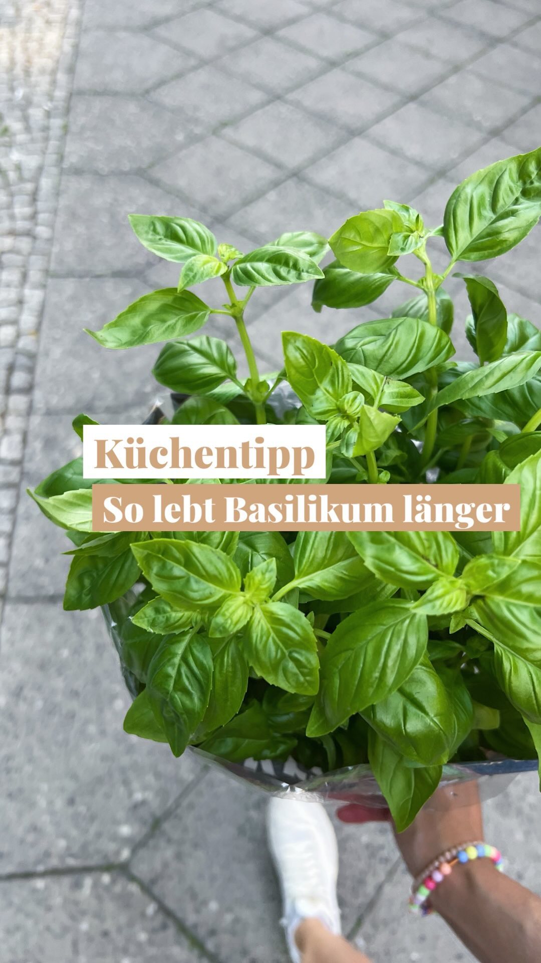 BASILIKUM 🌿 Was kann ich tun damit er sich länger hält? Das hatte ich euch gefragt und diese drei Tipps haben mir total geholfen, er blüht und gedeiht noch immer. Mittlerweile seit mehreren Wochen, bei mir absoluter Rekord. 🎉🎉🎉
Tausend Dank für die Tipps geht raus an: @pastatilla @hej.konfetti @sisasilke ❤️❤️❤️ (bitte entschuldigt, falls ich jemanden vergessen habe, manchmal verliere ich den Überblick, sorry!)
Hält sich dein Basilikum eh immer ewig oder kannst du die Tipps auch gut gebrauchen?
🌿🎉
#küchentipps #lifehacks #kitchenhacks #mamaleben #kochenfürdiefamilie