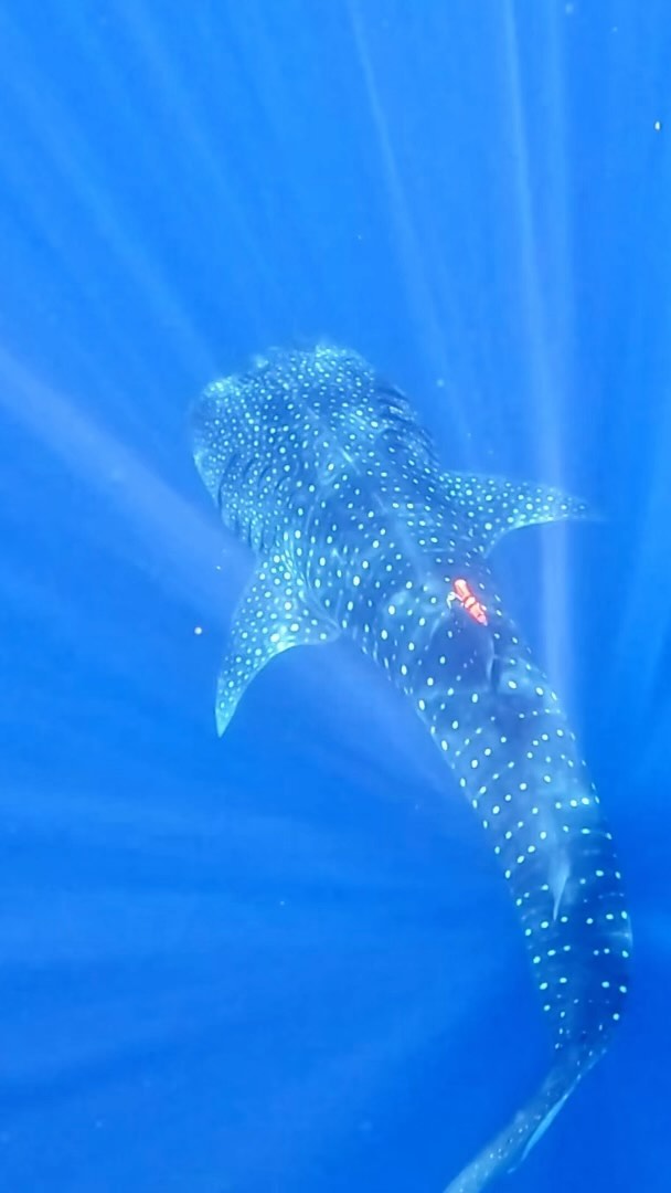 An ethereal clip from Christine’s field work showing a whale shark wearing a biologging device that collects multi-sensor data - similar to a Fitbit, but for sharks - and video footage!🦈🎥
📸 Michael Doane