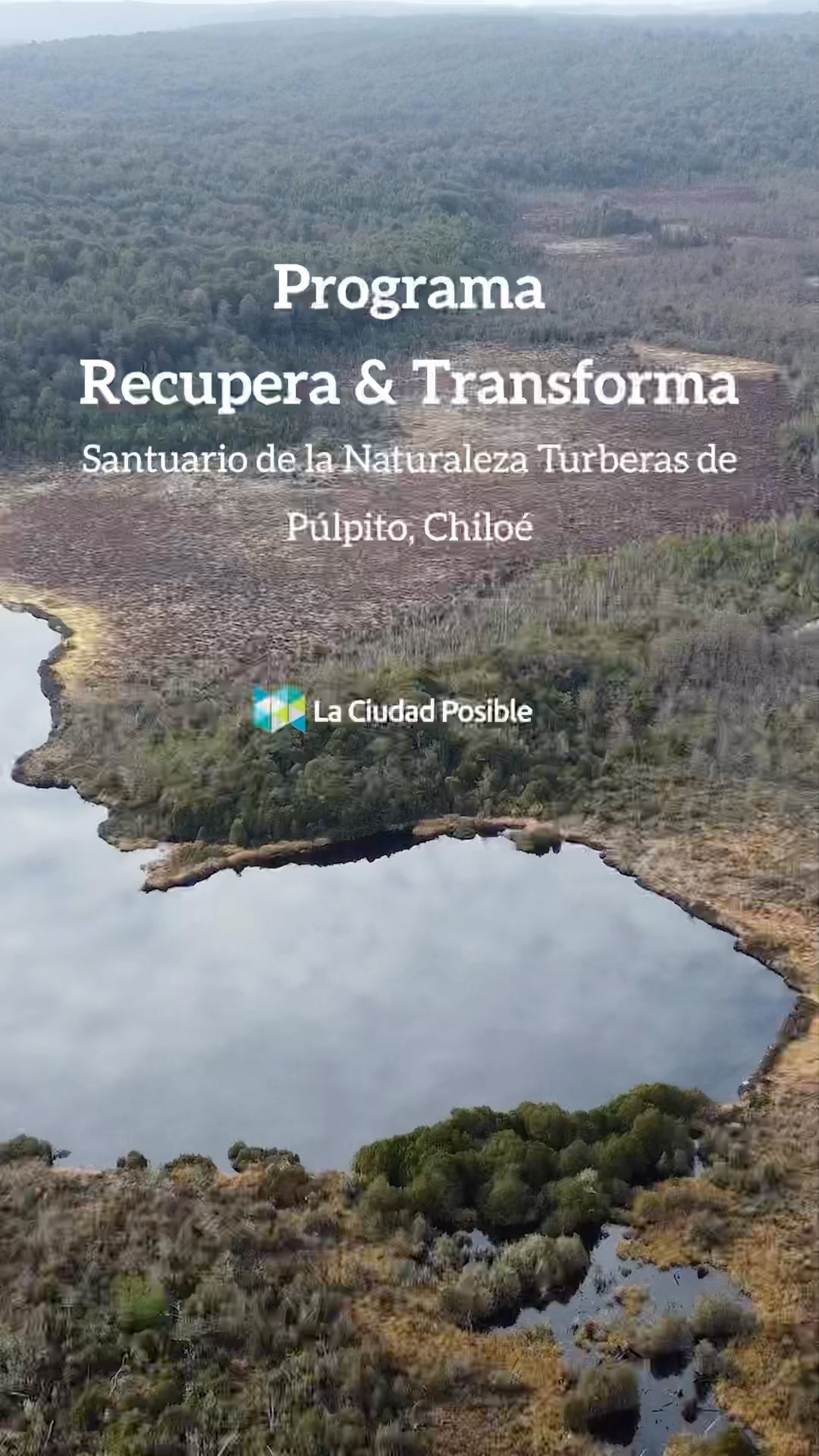 ¡Así quedó la pasarela de plástico reciclado en el Santuario de la Naturaleza Turberas de Púlpito! 🌿🙌🏼🌎
Al sur de la isla grande de Chiloé se encuentra el Santuario de la Naturaleza Turberas de Púlpito, área de 243 hectáreas que protege estos ecosistemas que se caracterizan por ser reservorios de agua y sumideros de carbono, siendo su protección de vital importancia para el equilibrio planetario.🙏🏽
Es en este contexto que el programa Recupera & Transforma impulsado por La Ciudad Posible y @scj trabajó colaborativamente con vecinos y otras organizaciones para poder implementar infraestructura que diera la oportunidad de generar instancias de educación ambiental de una mejor manera a Hermes Vera (@sphagnumchiloe), vecino y guardián de la turbera. Hermes busca a través de instancias en terreno generar un vínculo entre la comunidad local y la turbera, buscando en ese vínculo la conexión con la naturaleza y así incentivar la preocupación por conservar estos ecosistemas. 👏🏽✨🌿
➡️ En el santuario se instalaron pasarelas hechas en base a plástico reciclado y carteles informativos con ilustraciones de flora y fauna para complementar el relato de guías locales. Las pasarelas que se construyen evitan la erosión de las pisadas y la fragmentación del ecosistema, además de habilitar las visitas con enfoque educativo.
Hermes Vera es actor clave dentro del proyecto debido su cercanía con la turbera, su dedicación, interés y compromiso con conservar su entorno. Es por esto que quisimos compartir con ustedes un pequeño relato con sus impresiones del trabajo realizado colaborativamente en el Santuario de la Naturaleza Turberas de Púlpito. #LCP #chiloé