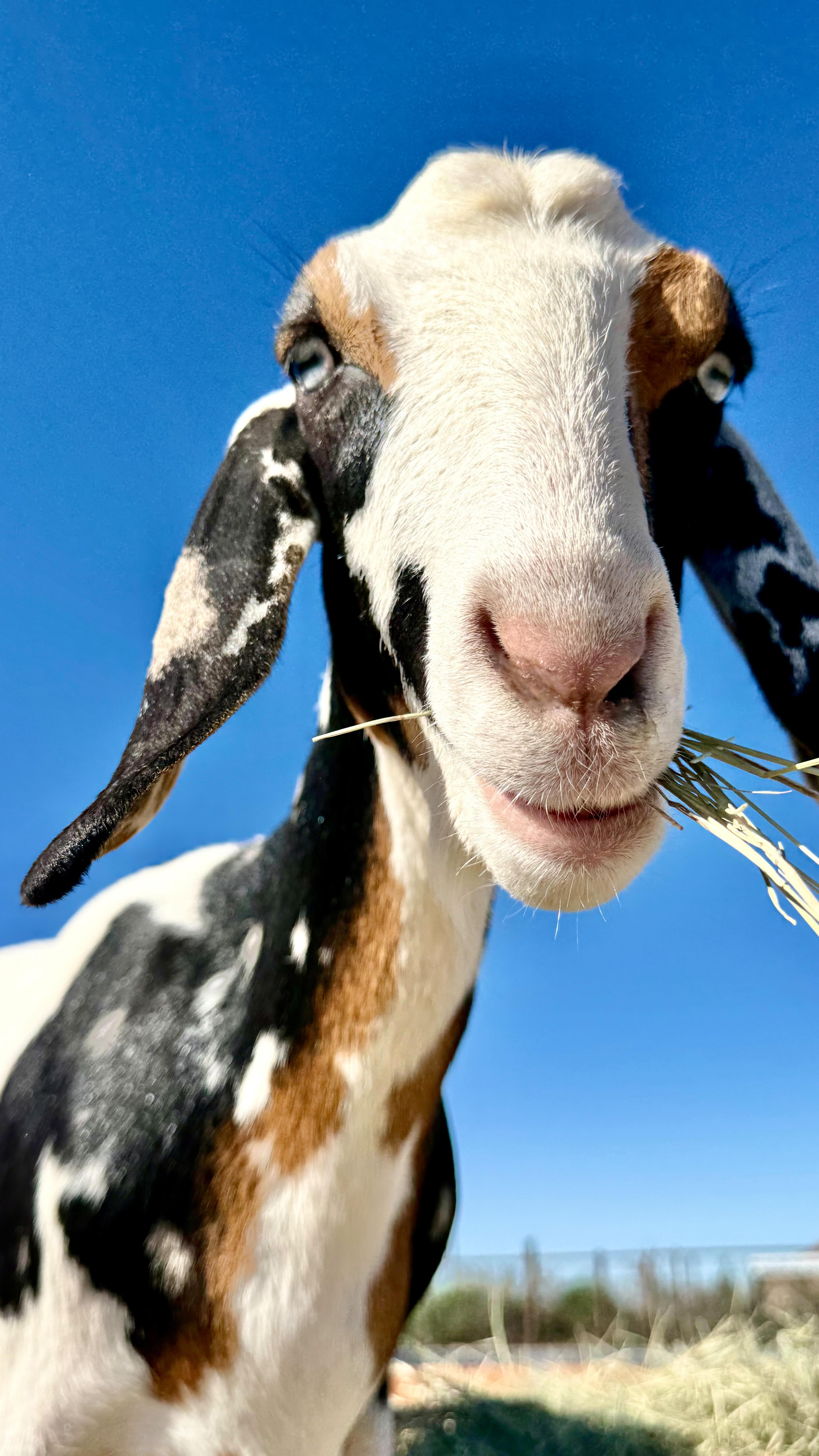 Oh life may be insane sometimes and crazy busy but these gals and Bruno can make me smile everyday and know this schedule is totally worth it!
I believe we are finished with breeding season.
Except for Mia of course.
Bruno do your job please!!! ☺️😁
Also Holly is in the works of hers yay!!
#dairygoats#nigeriandwarfgoats#minidonkeys#alpharanch#countryliving#mininubians#adga#farmher#mdga#dairyherd#goatsofinstagram#goatlife#famrhouse