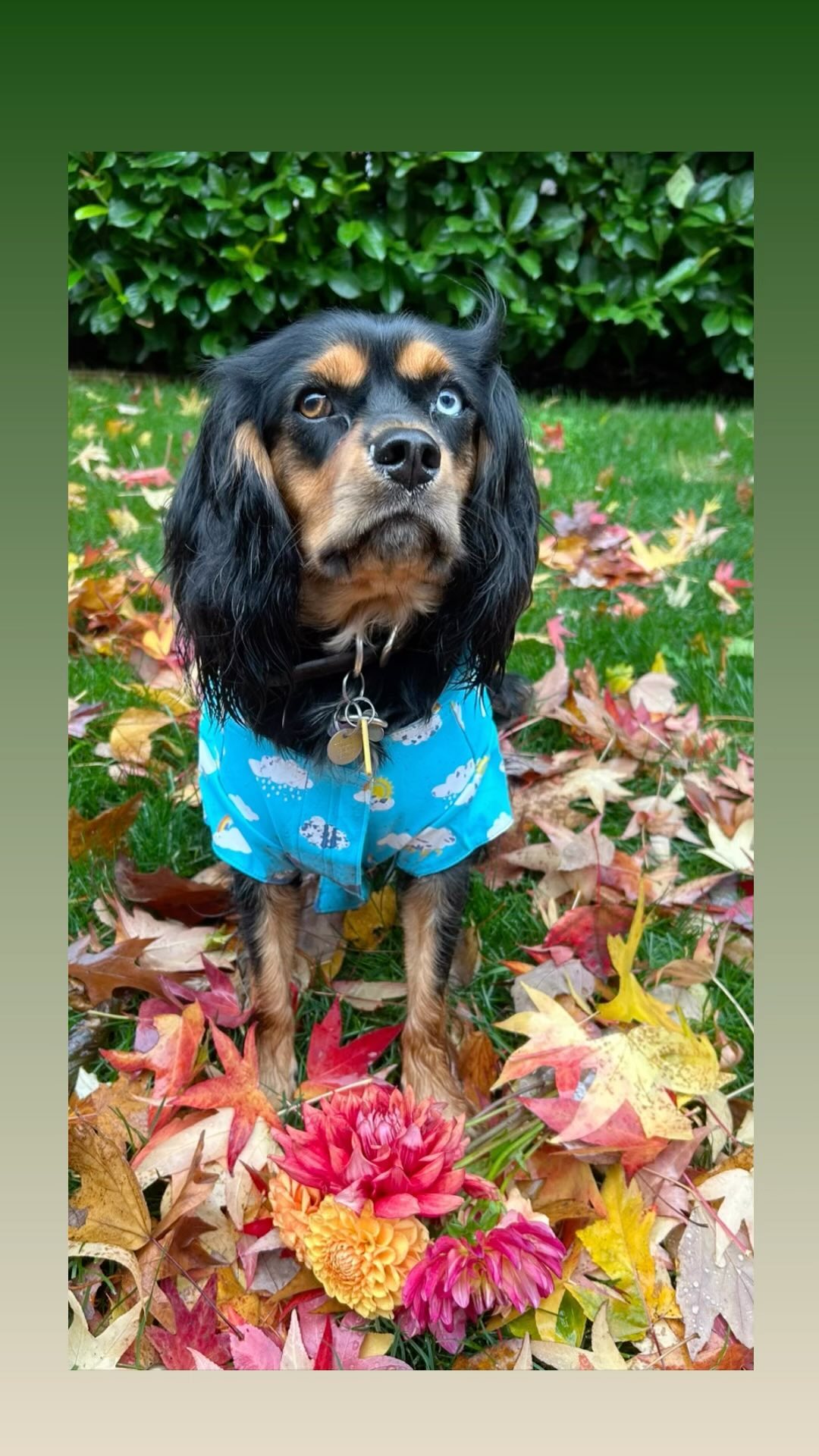 Most unserious pup on the planet. Second of many fall photos shoots with Poezekial. 🍁🍂#fallpuppy #dogfall #autumnvibes #dogmodel