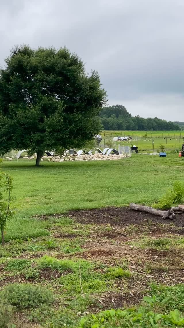 🚨🚨CHICKEN restock!!!!!
The dinner bell is raining tonight! The best chicken ever has been restocked at Jamieson Farm. Come and get it at the White House farmers market tonight between 3:30 and 7pm or order online for delivery to your door!