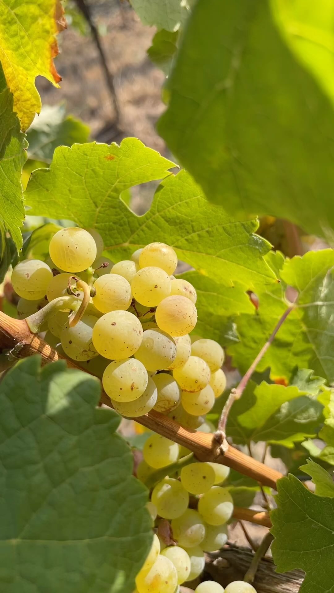 #fruchtvoll #weingenuss