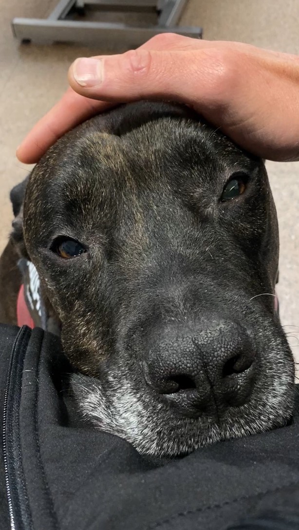 Sabies que existeix la quimioteràpia 💊💉 per a gossos 🐶? L'Ares és un pitbull de 6 anys al que se li va diagnosticar un càncer molt agressiu a l'os de la maxil.la. Un tipus de tumor anomenat osteosarcoma que es forma al teixit ossi🦴 i que li invaïa la maxil.la i part de la cara. Aquest tipus de càncer és molt agressiu i el pronòstic és molt reservat degut al seu ràpid creixement i alt potencial de metàstasi. Tot i això els propietaris de l'Ares van decidir donar-li una oportunitat💪🏼. Després de realitzar-li un TAC 🩻 per valorar l'extensió del tumor i descartar que ja s'haguès escampat al pulmó 🫁, el tractament va consistir en una cirurgia radical on extirpariem la meitat caudal de l'os maxil.lar i part de la cara on es trobava allotjat el tumor🩸.
Després d'un post-operatori dur😮💨, l'Ares menjava amb gana a les 24 hores de ser intervingut com podeu veure en el vídeo que ens van fer arribar els seus cuidadors👏🏼. El resultat de la biòpsia va ser favorable, haviem aconseguit extirpar la totalitat del teixit cancerós ✅. A la cirurgia la van seguir 5 sessions de quimioteràpia 💊💉 i després de gairebé 5 mesos donavem l'alta a l'Ares tant bo i content com sempre amb el càncer en remissió 💙. La lluita no s'acaba aquí, tot i que l'últim rastre del tumor sigui un somriure peculiar, haurem de seguir alerta ‼️. Doneu força i bones energies a l'Ares perquè continui sa tant de temps com sigui possible🙏🏼