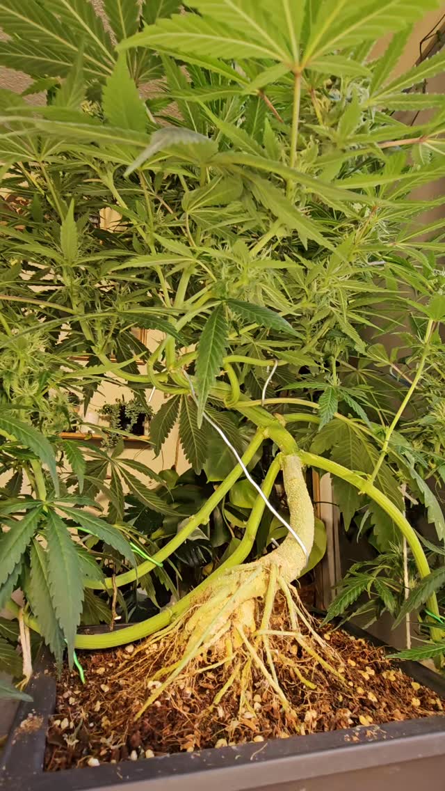 Ghost Toof showing off that classic informal upright style, but with a twist, literally. Grown over a hidden rock, the roots have fully wrapped and claimed their terrain, just like traditional root-over-rock bonsai. You won’t see the stone, but you’ll feel the structure.
Balanced canopy, strong central leader, and just enough asymmetry to keep it interesting. This one’s got form and flower.
Genetics by @_mephistogenetics use code cannabonsai for 10% off.