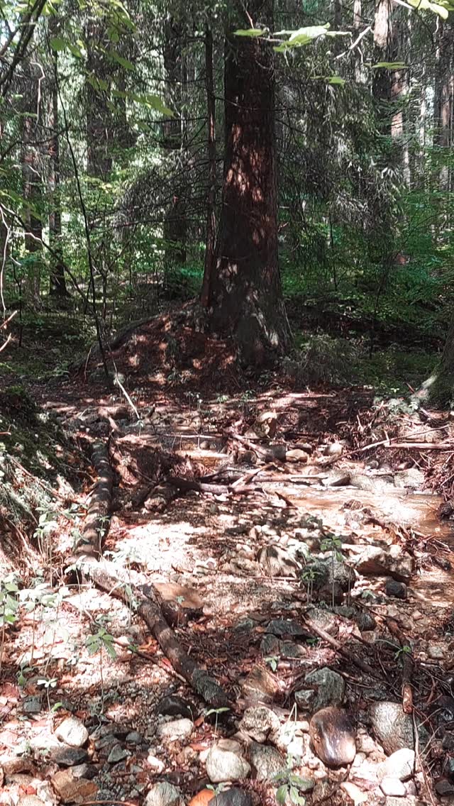 Wenn dir dein Sohn seinen Lieblings-Waldplatz zeigt...
...sagt es dir, dass du die Welt öfter durch Kinderaugen sehen solltest!
...lernst du, die kleinen Momemte zu genießen!
...tankst du auf!
...solltest du das nächste Mal Matschsachen mitbringen;)
Mal ehrlich, wie sehr beherrscht uns unser Alltag? Auf die Frage, was heute am Schönsten war, steht diese Erinnerung im Wald definitiv ganz oben auf meiner Liste!
Wann darf sie auf deiner stehen?
Übrigens... wenn's a bissl regnet leuchten die Farben des Waldes ganz besonders!
#weissnhof_samerberg #weissnhof #urlaubaufdemsamerberg #urlaubaufdembauernhof #urlaubindenbergen #wanderhöfesamerberg #samerberg #servussamerberg #filze #regenwetter #ferienwohnung #ferienwohnungsamerberg #wald #forest #bach #kinderaugen #kinderparadies