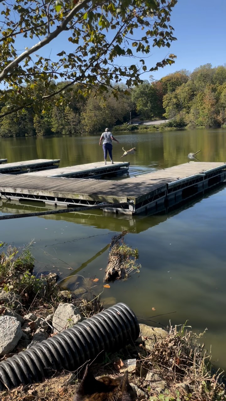 Trying to figure out what’s next for Nahla. Maybe dock diving? 🤷🏽♂️#kingscourtkennel👑 #dockdiving #presacanario #sportdog