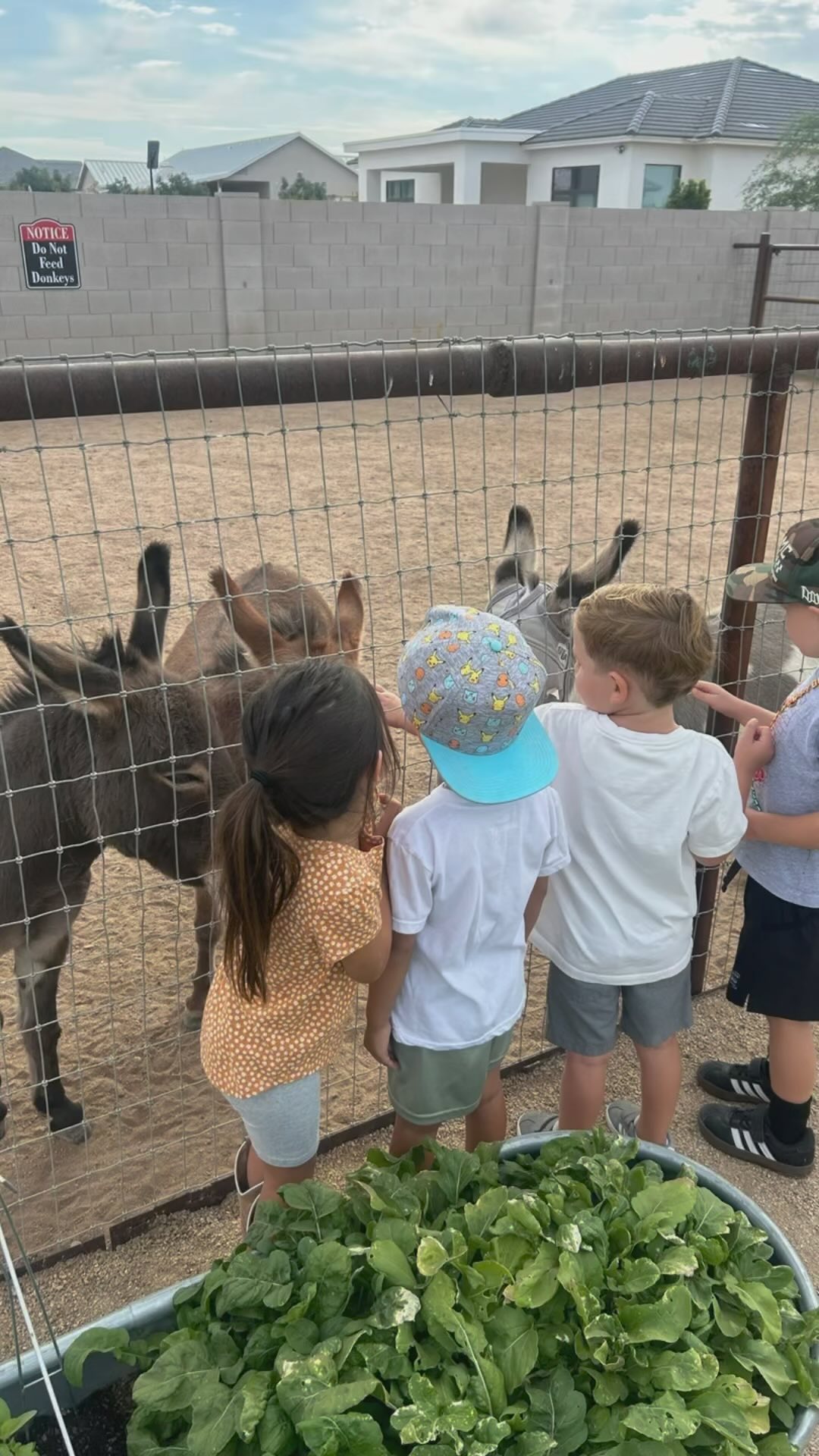 It's been such a joy to watch the children "grow miracles" as Fall begins at Loveland.
As they watch the flowers grow, I have watched their inner selves grow. Some have learned how to be a gentle leader while others have learned that it is safe to use their voice. One thing they have all learned is that they are truly LOVED here.
My dream for Loveland was to nurture with love, to remind them of the most beautiful and authentic parts of themselves. I wanted a place where parents would be able to drop off their children and feel safe. I wanted to teach about the natural elements of nature, I wanted them to experience cooking and having moments to just play and feel free. Even deeper I want them to learn new emotional skills so they can connect more deeply to WHO THEY REALLY ARE and to those around them.
May the loving hands that guide us all here at Loveland continue to flow in all things we do. Join our waitlist for 2025. Link in bio! ā¤ļø