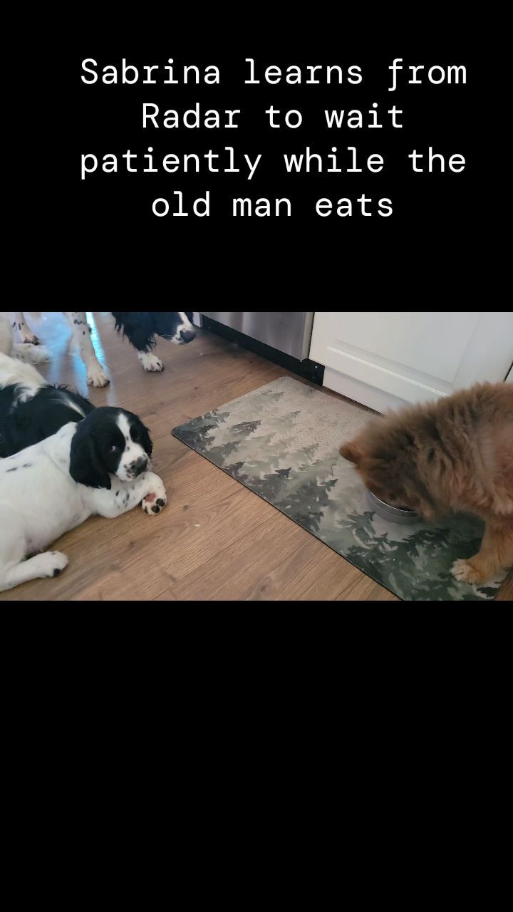 #puppy #dog #waiting #learn #cute #englishspringerspaniel