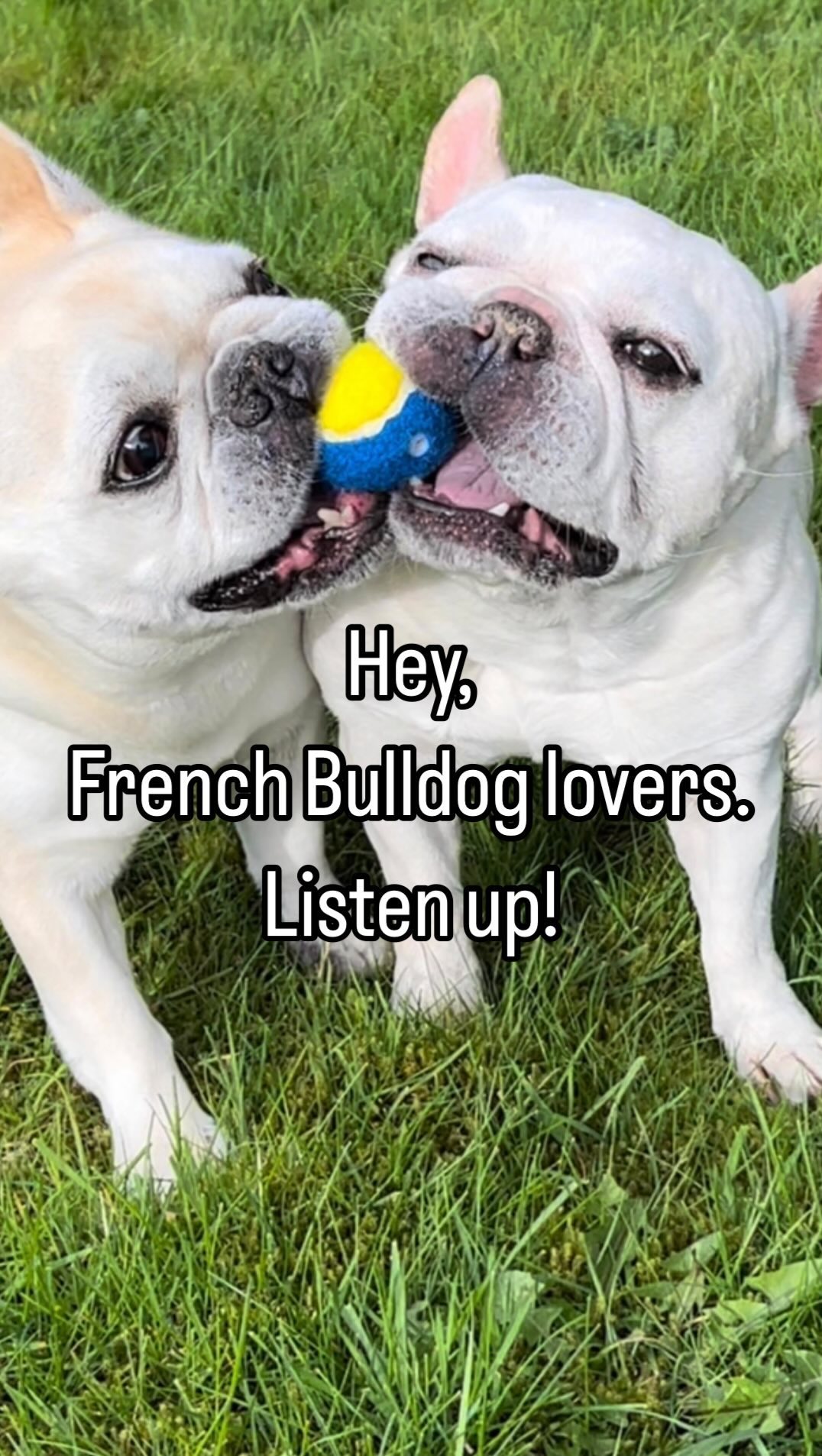 THE FRENCH BULLDOG FAD
If you have a French bulldog or a Brachycephalic breed dog or are thinking of adopting one, I ask you-
Do you know who the Brachycephalic breeds are?
Do you know what you should never do when you have a French Bulldog, Bulldog, or any other Brachycephalic dog?
Do you know what BOAS is?
Do you know what DDD is?
Do you know the average lifespan of a French Bulldog has drastically plummeted to 4.50 years, a stark contrast to the previous 10-12 years.
Click the link in the bio to read THE FRENCH BULLDOG FAD: before you fall in love with the face, read this about Brachycephalic breeds
#animalitarian
#bracychaphlic
#dogs