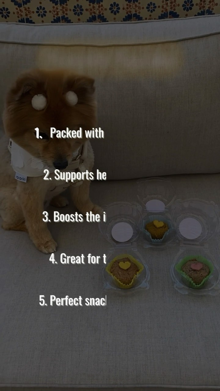 Our pupcakes are the perfekt dog treat for training Or celebrations! ๐
Made with simple ingredients like organic oat flour, they are healthy and easily digestible, supporting your dogโs overall health and balanced diet! ๐
Learn more at Doganic.com ๐คฉ๐ถ