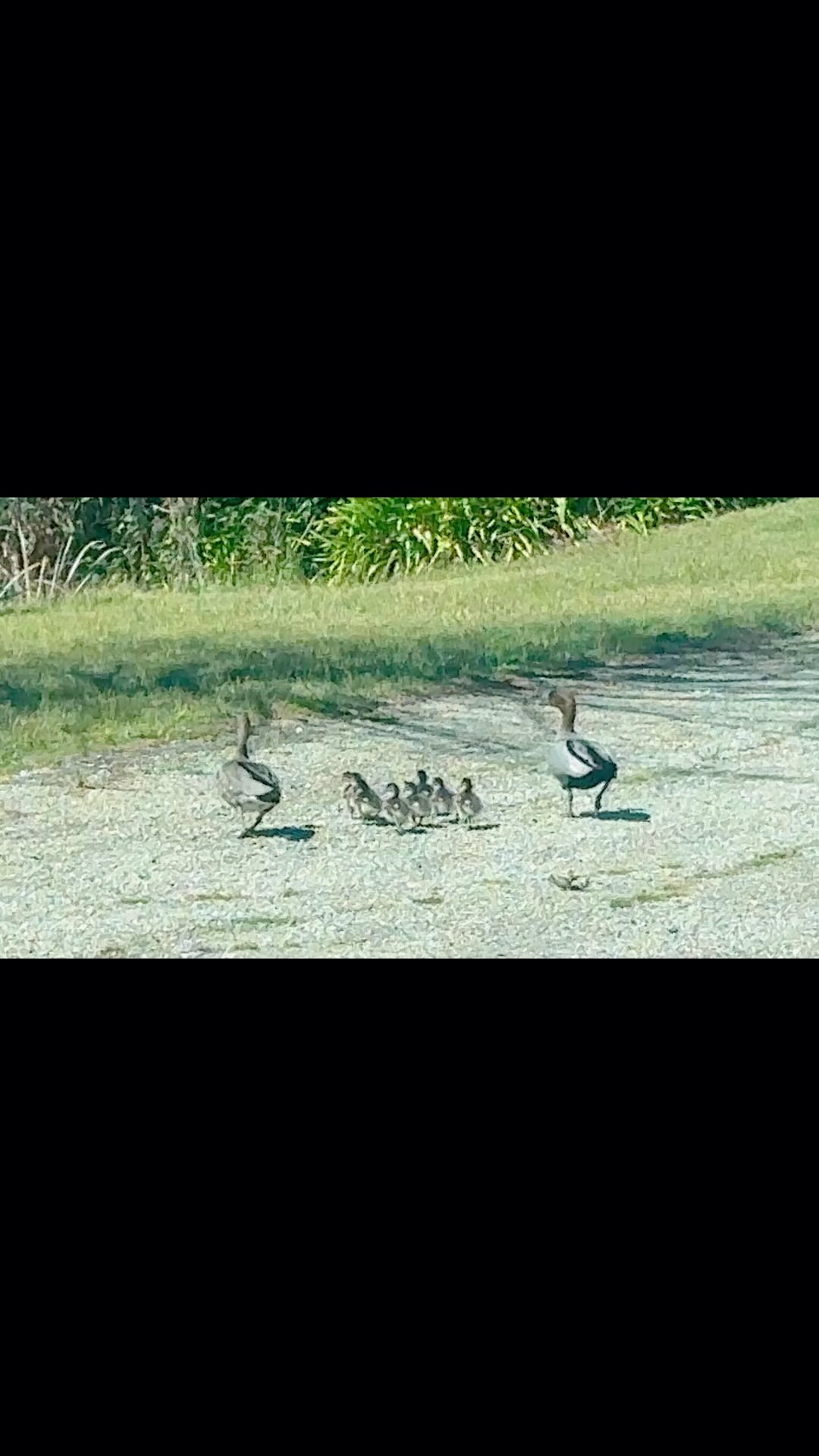 Today was a good day! We’re delighted to see so many newborns finding Wooling Hill their sanctuary. These little ones are already enjoying the sunshine with mum and dad, making the most of spring’s warmth. 🐣☀️ #NewLife #WoolingHillSanctuary #Springtime #WildlifeAustralia #NatureLovers #MacedonRanges #DucksOfInstagram #AustralianWildlife #FamilyMoments #PeacefulPlace #SanctuaryLife #cemetree