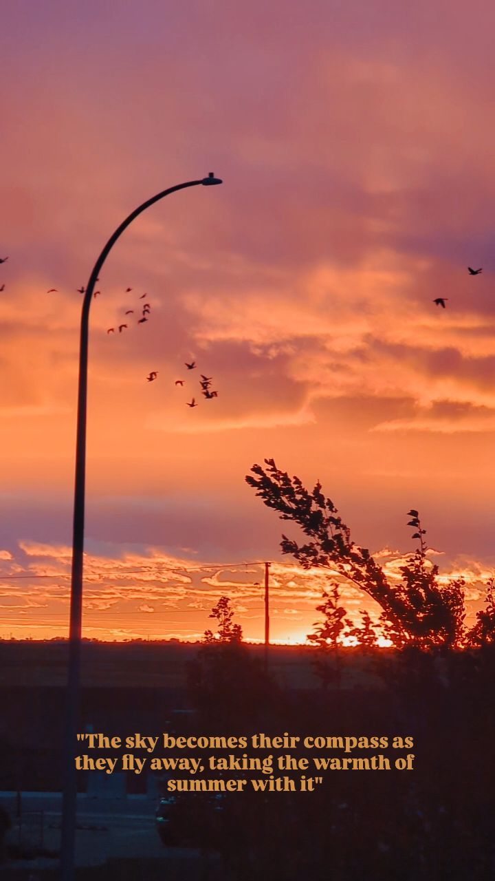 The sky becomes their compass as they fly away, taking the warmth of summer with it.
Fall season.