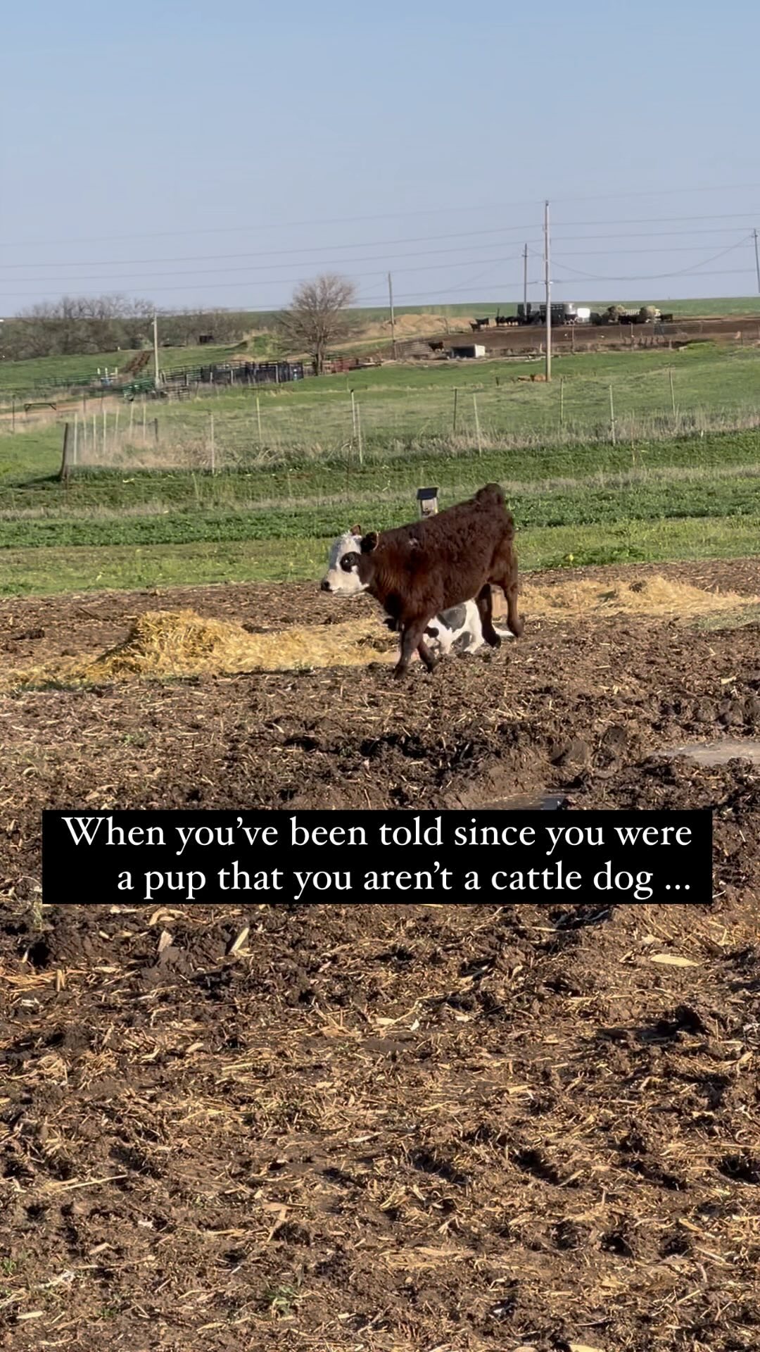 You can do anything you set your mind to…don’t ever let anyone dull your sparkle! Be who God made you to be and ignore everyone else. 🐶
#ranchdog #bassethound #beyou #ranchlife #thegoodlife #dogsofinstagram #wordsofwisdom #familyranch #cowdog