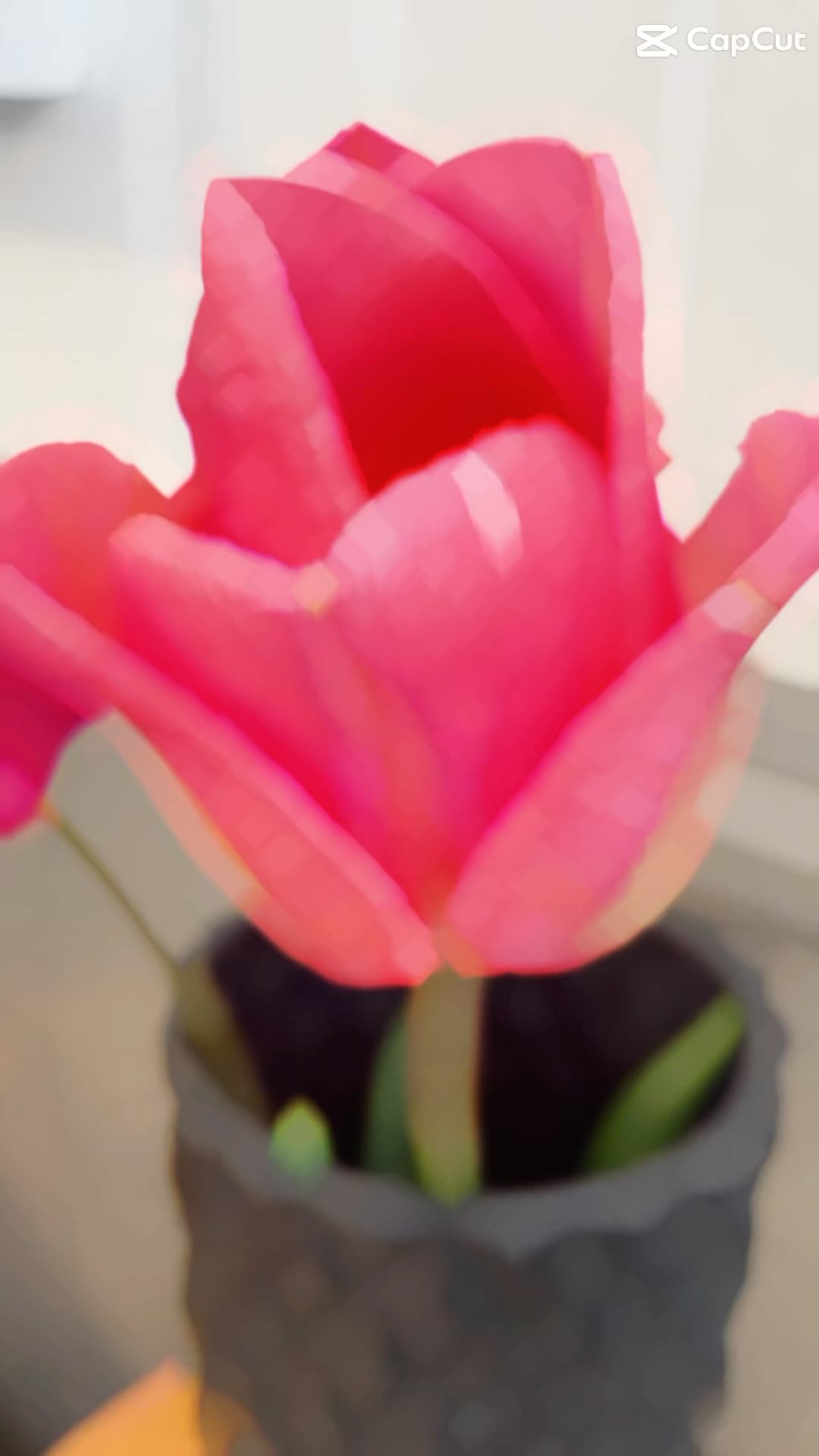 Sun is shinning and the flowers are blooming!
Enjoying the beauty of tulips. #arrowtownmotelapartments #lovenz #spring #sunnydays #holidays #newzealandlife