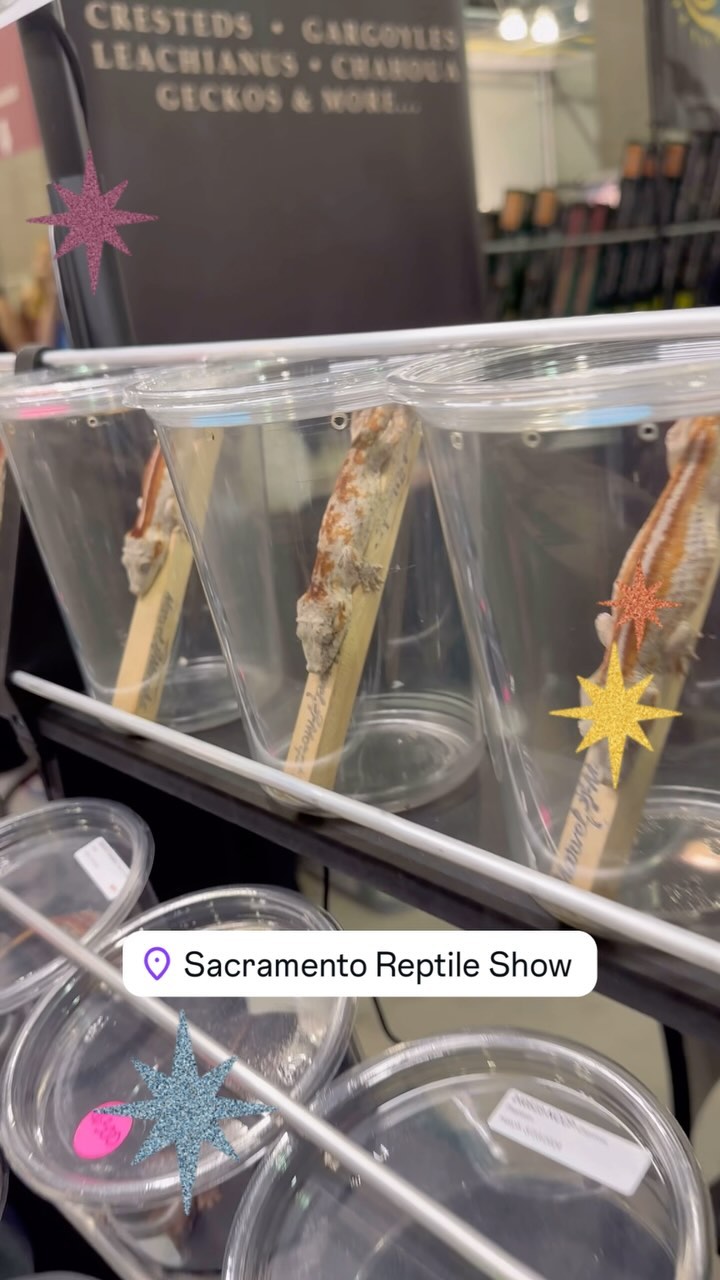 Gargoyles on full display…literally. #sacreptileshow
#gargoylegecko #geckolove #geckolife