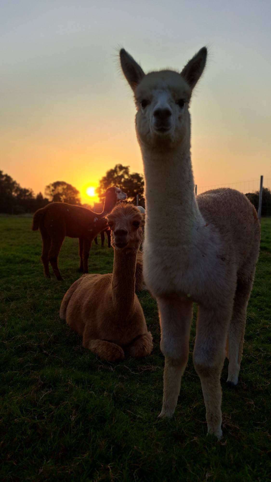 Die letzten Sonnenstrahlen des Tages genießen. #alpacalove #reinholdalpaka